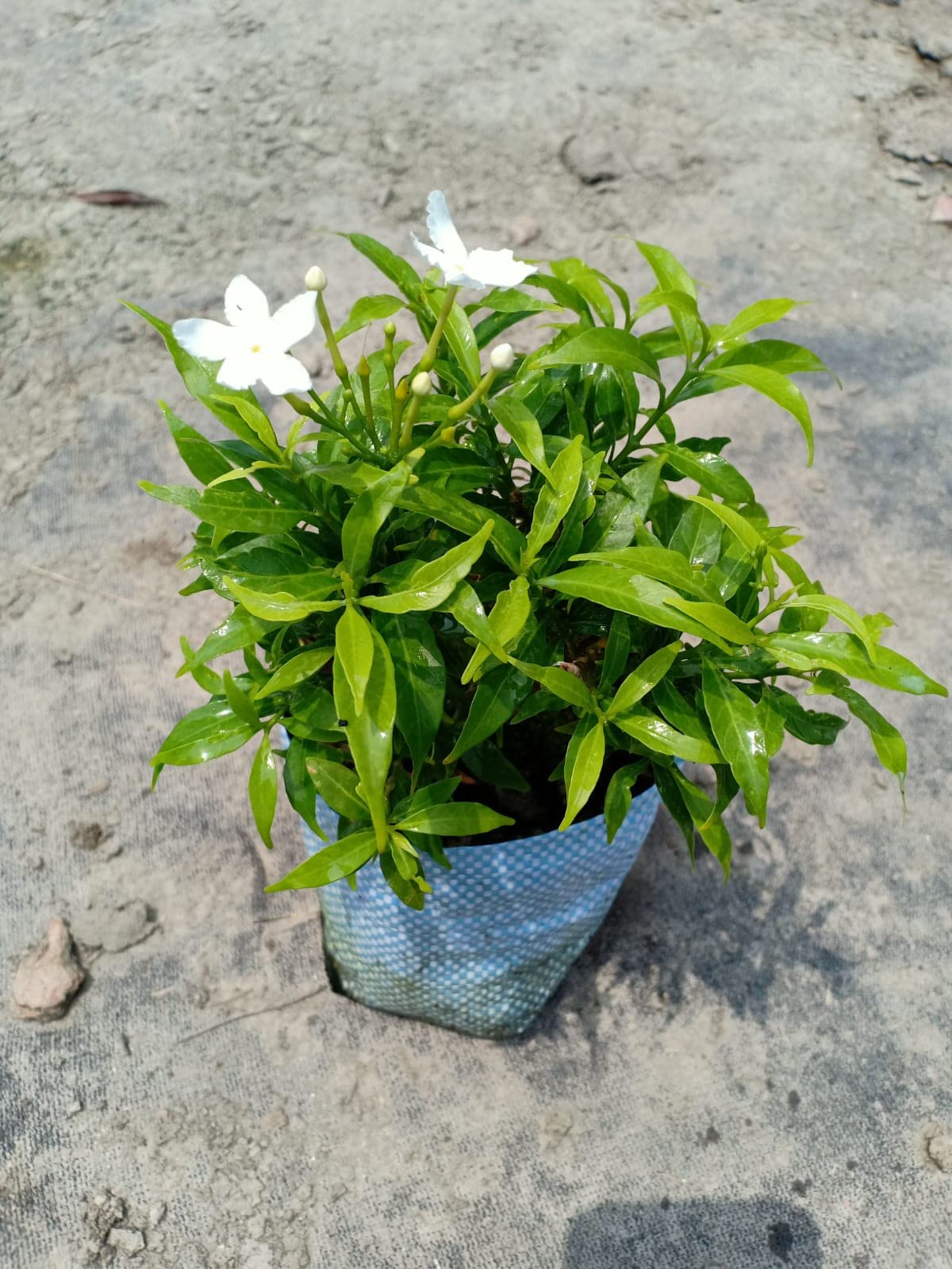 Carpe Jasmine : Amazon.in: Garden & Outdoors